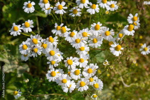 Cluster of White Chamomile ...