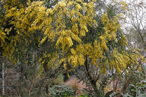 Фотография Yellow Acacia pravissima, Ovens wattle, in flower.
