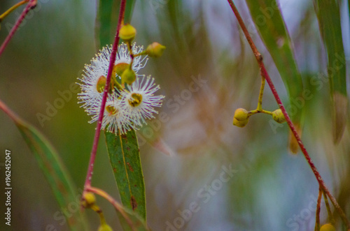 Eucalyptus Leaves and Flowers with blurry background