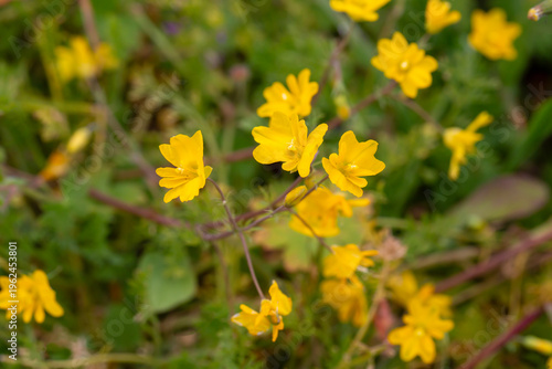 Yellow Rockrose Helianthemu...