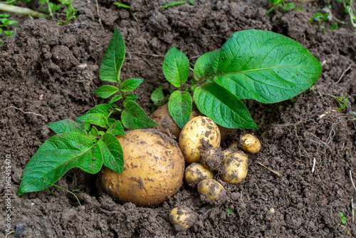 Freshly Harvested Organic P...