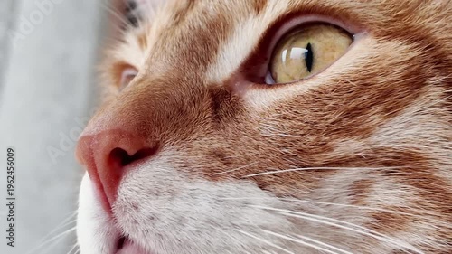 close up of cats eye, the eye of the cat closing and opening