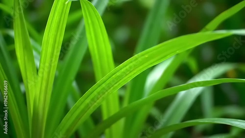 Green plant leaves in natural setting.