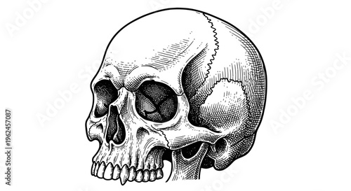 A detailed illustration of a human skull.
