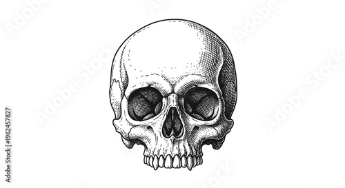 A detailed illustration of a human skull.