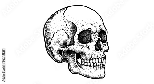 A detailed illustration of a human skull.