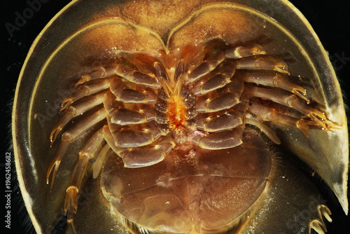 Mangrove Horseshoe Crab (Carcinoscorpius rotundicauda) downside close up