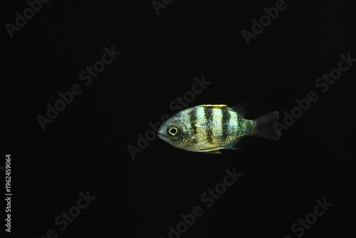 baby Sergent major damselfish (Abudefduf sexfasciatus) from indo-pacific reef