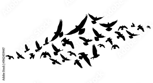 Silhouette of a large flock of birds flying in formation against a white background