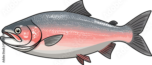 Illustrated salmon fish with silvery gray back, pink stripe along sides, lighter underside, detailed fins, gills, and scales
