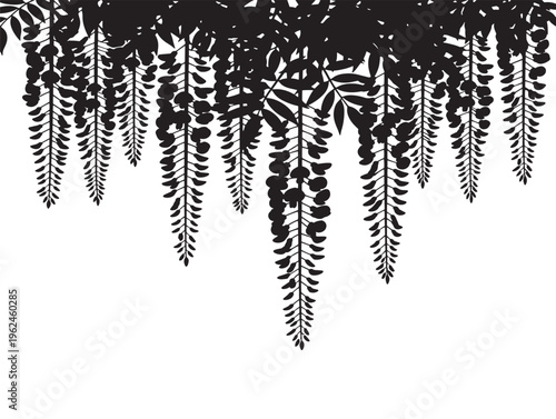 Elegant hanging wisteria silhouette with soft cascading blooms 