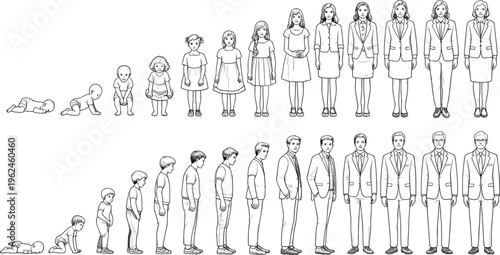 Aging process and life cycle stages of man and woman from baby to adult in line art style vector,