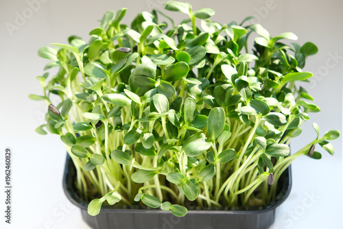 Fresh microgreens grown from sunflower seeds offer a nutritious addition to a healthy diet. Packed with vitamins and minerals, support wellness and clean eating habits. Perfect for salads and meals