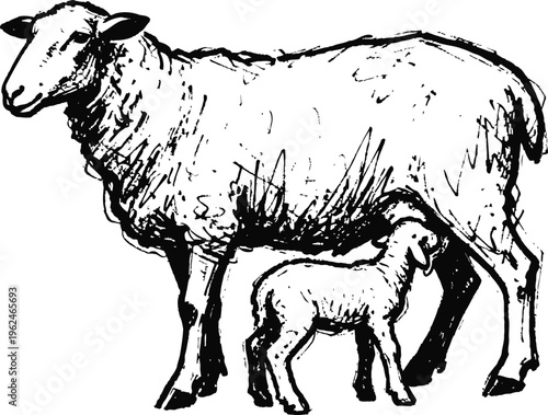 Mother sheep nursing lamb farm animal black and white ink drawing rustic countryside livestock illustration