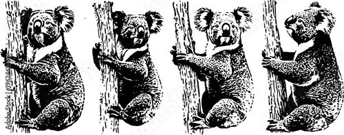 Illustration of four koalas climbing tree trunks in different poses australian wildlife art