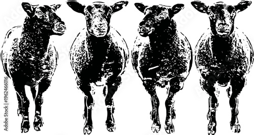 Four sheep standing in a row facing forward with clear black and white silhouette effect