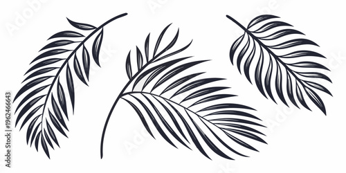 Three distinct types of palm leaves showcasing their unique shapes and veins.