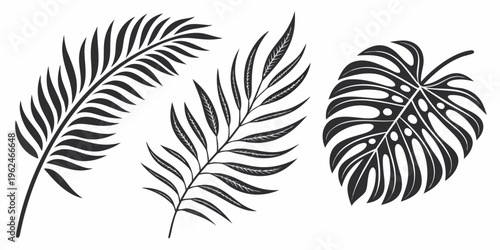 Three distinct types of tropical leaves showcasing nature's diversity