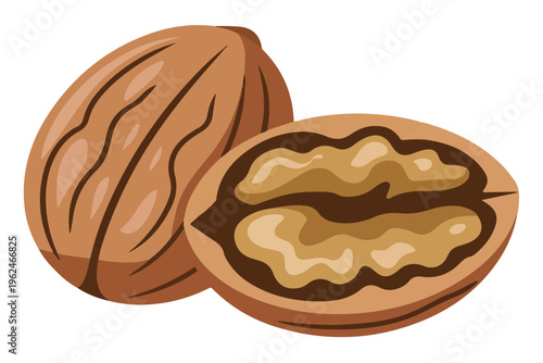 Walnut whole and half vector illustration isolated on transparent background healthy food nutrition concept