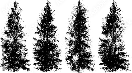 Tall pine trees silhouettes in black and white, forest nature elements, coniferous winter trees