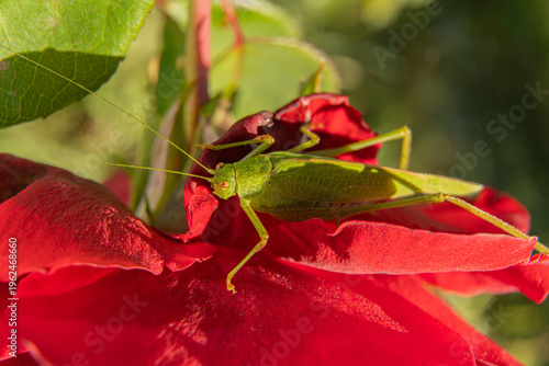 The grasshopper is an insect of the order Orthoptera, known for its ability to jump high.