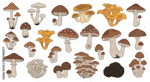 Large collection of different edible and poisonous mushrooms with various shapes and colors, forest nature and mycology concept illustration.