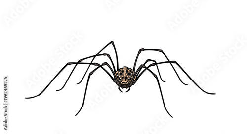 Detailed front view illustration of a spider with very long thin legs and a spotted brown body on a plain white background for nature study.