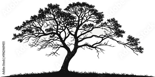 A majestic tree standing tall on a hill with a full canopy of leaves