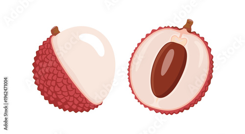 Illustration of two lychee fruits with one peeled showing the white flesh and the other halved showing the brown seed inside.