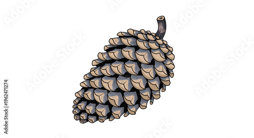 Detailed hand drawn illustration of a single brown pine cone showing its natural texture and scales isolated on a solid white background.