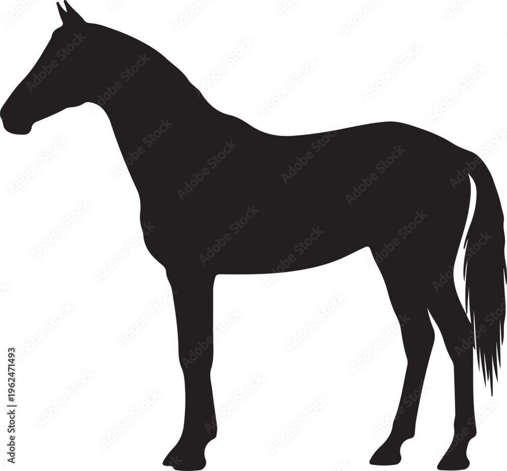 Obraz premium Akhal-Teke horse in silhouette on white background. 