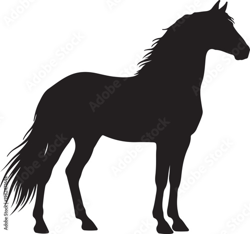 Quadro su tela Andalusian Horse horse in silhouette on white background.