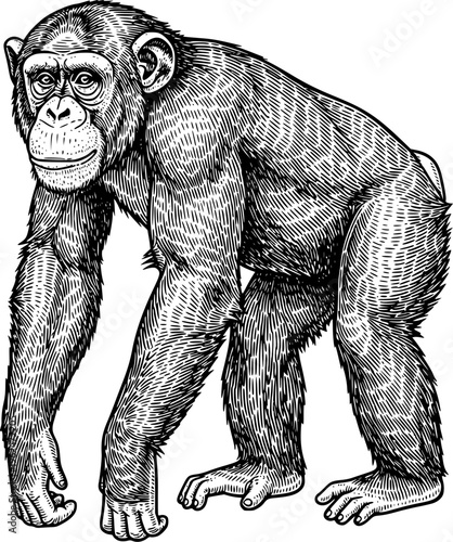 Chimpanzee Full Body Side View Engraving Line Art for Wildlife Illustration, Mascot Logo, Tattoo Design, T-Shirt Print and Vintage Artwork
