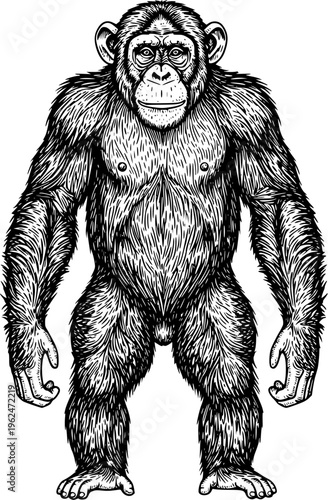 Chimpanzee Full Body Front View Engraving Line Art for Mascot Logo, Wildlife Branding, Tattoo Design, T-Shirt Graphic and Vintage Illustration