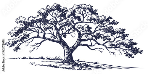 A majestic tree with sprawling branches and intricate details on a plain background