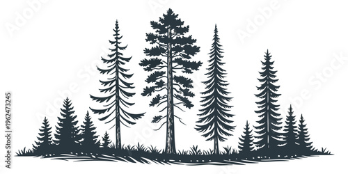 A serene forest landscape with tall pine trees under a clear sky