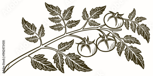A detailed illustration of a branch with ripe tomatoes and green leaves.