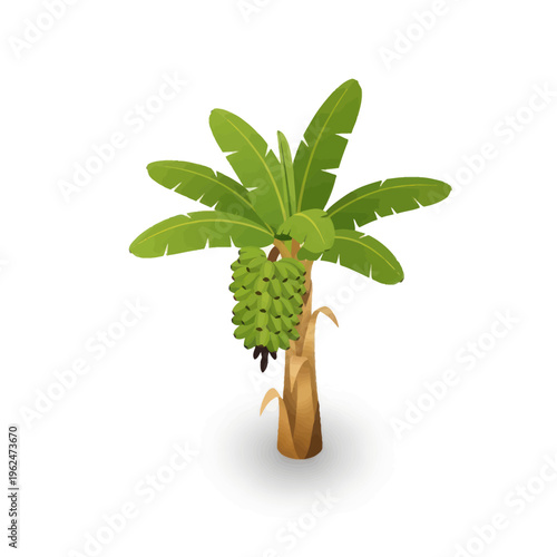 Vibrant Green Banana Tree with Unripe Fruit Bunch.