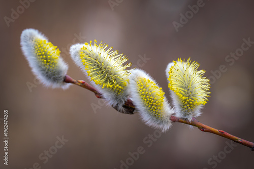 willow buds in spring
