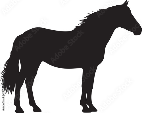 Quadro em tela Connemara Pony Horse in silhouette on white background.