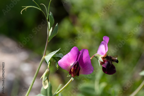 Close-up of Purple Tangier ...
