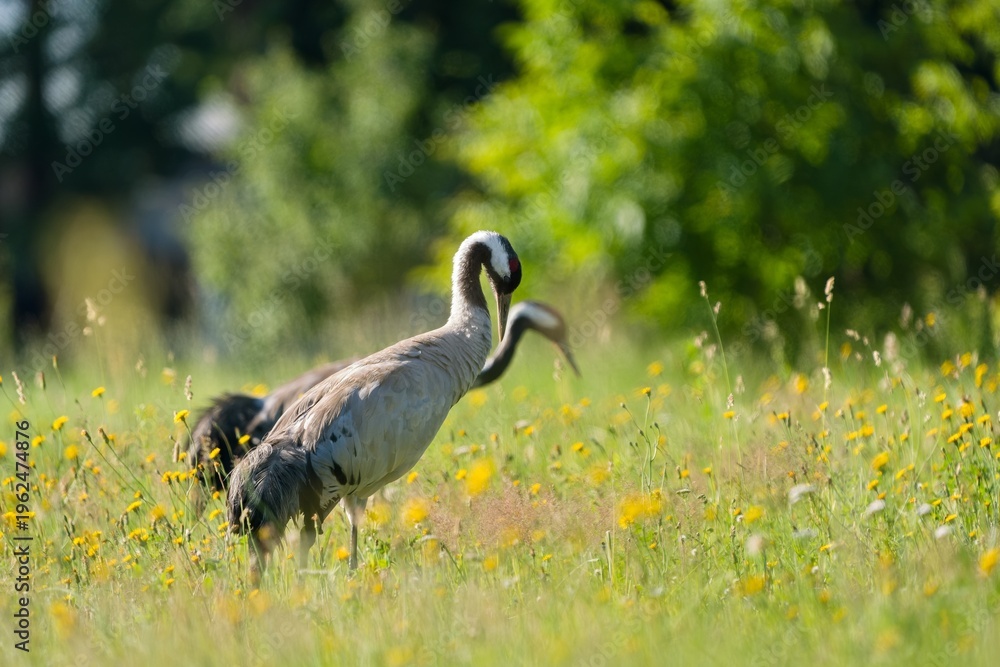 Obraz premium Two Common crane looks for food in a flowering meadow. Grus grus. Portrait of two eurasian crane in the nature habitat.
