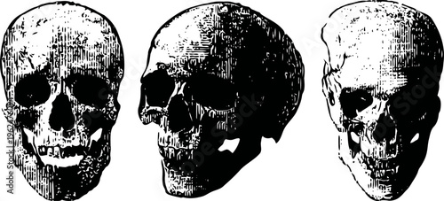 three vintage human skull illustrations in black and white, anatomical historical drawings
