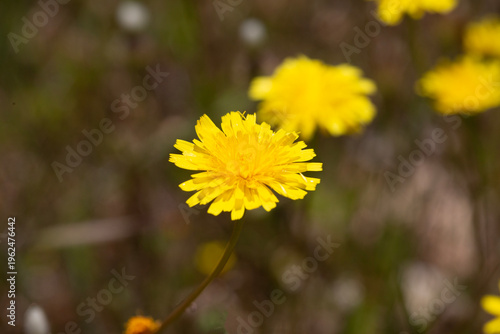 Vibrant Yellow Wildflower H...