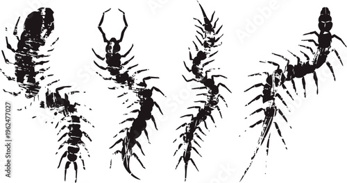 Four black centipede silhouettes with detailed legs in various curling and stretching poses