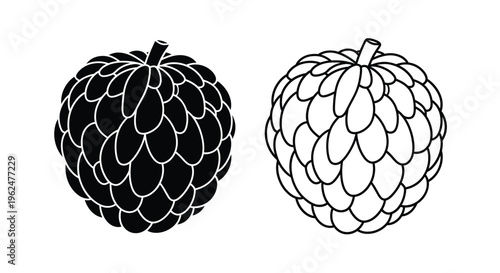 Two black and white illustrations of cherimoya fruits displayed side by side