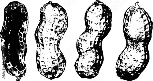 hand drawn peanuts four individual whole peanut illustrations in shell with textured detail vintage botanical drawing collection