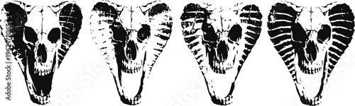 Four vintage anatomical fish head illustrations in black and white, detailed scientific print