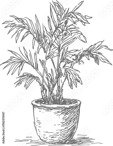 Hand drawn potted palm plant illustration with detailed leaves and textured ceramic pot on white