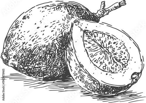 Hand drawn lemon with a sliced half showing detailed texture and seeds vintage botanical fruit sketch